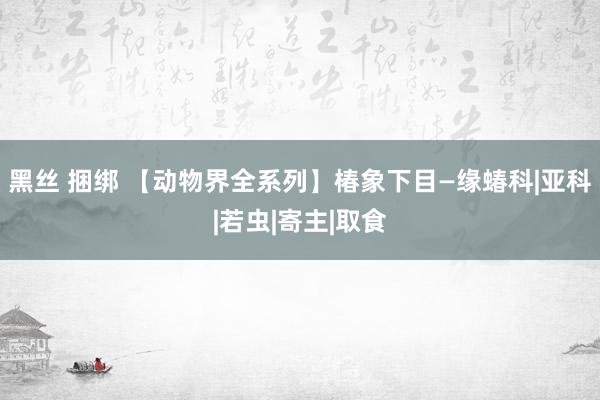 黑丝 捆绑 【动物界全系列】椿象下目—缘蝽科|亚科|若虫|寄主|取食