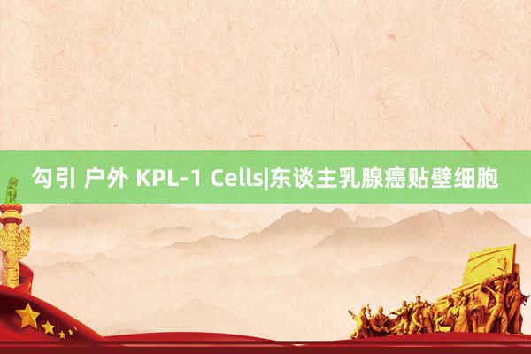 勾引 户外 KPL-1 Cells|东谈主乳腺癌贴壁细胞